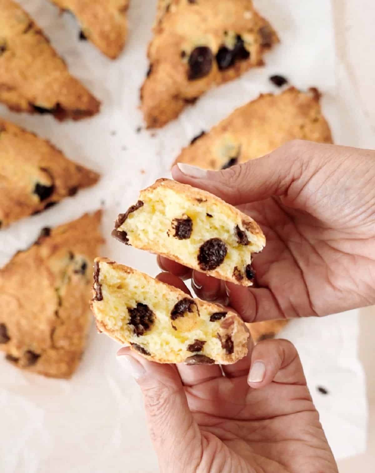 Hand opening a cherry chocolate chunk scone with more baked ones beneath.