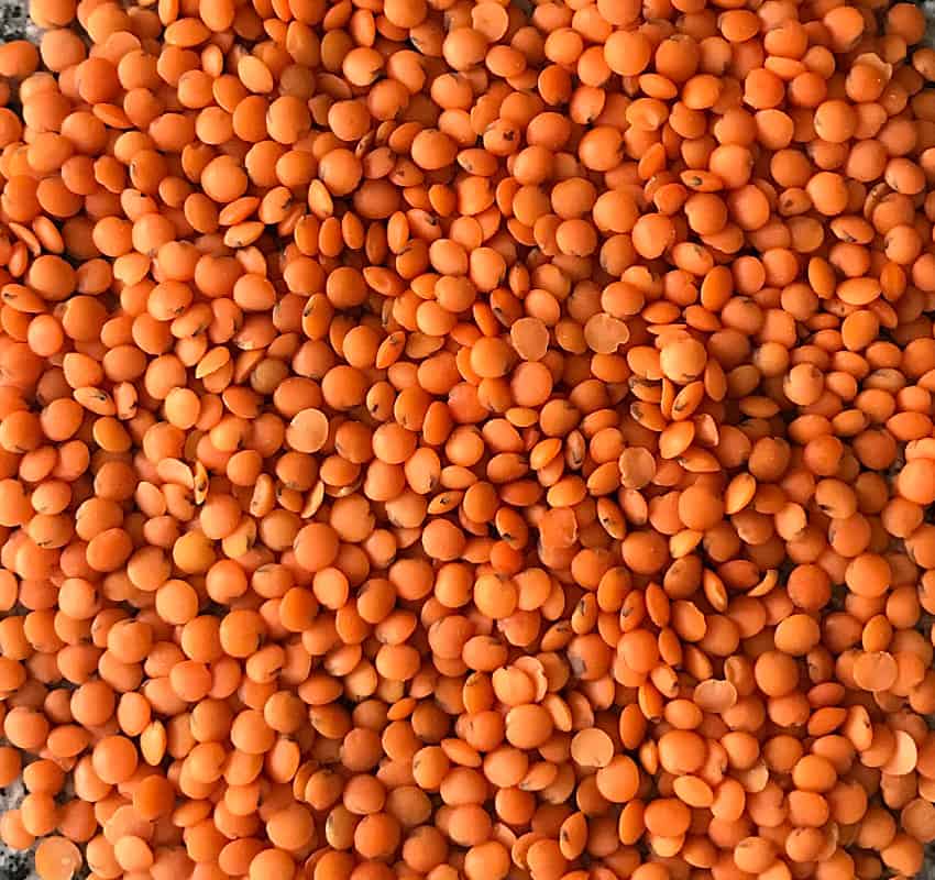 red lentils, close-up image
