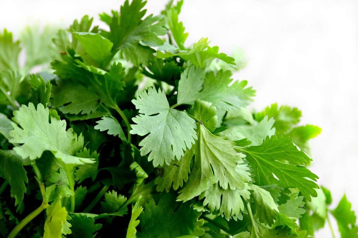 Bunch of Fresh cilantro leaves with white background.