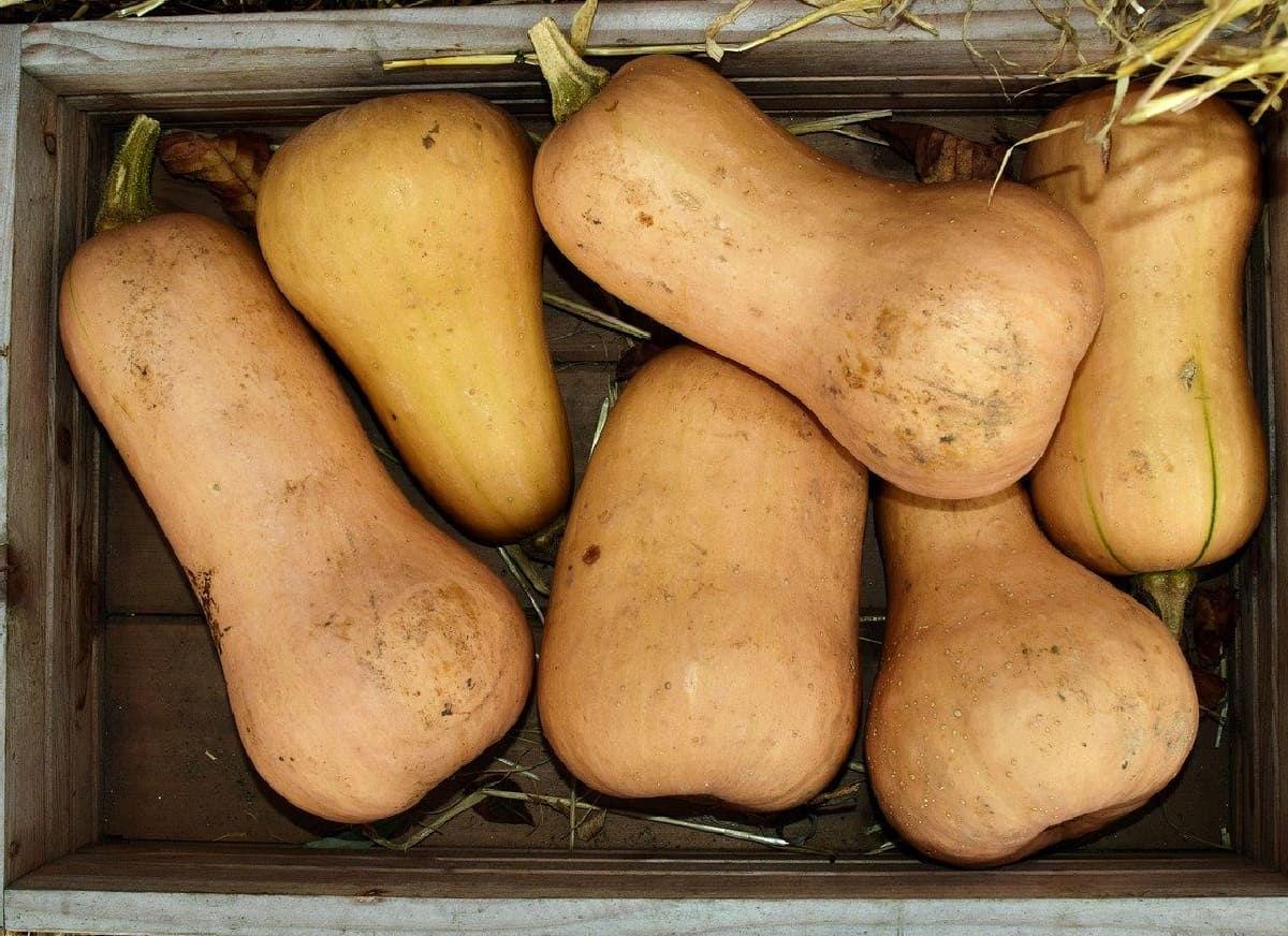 Wooden crate of whole dirty butternut squashes