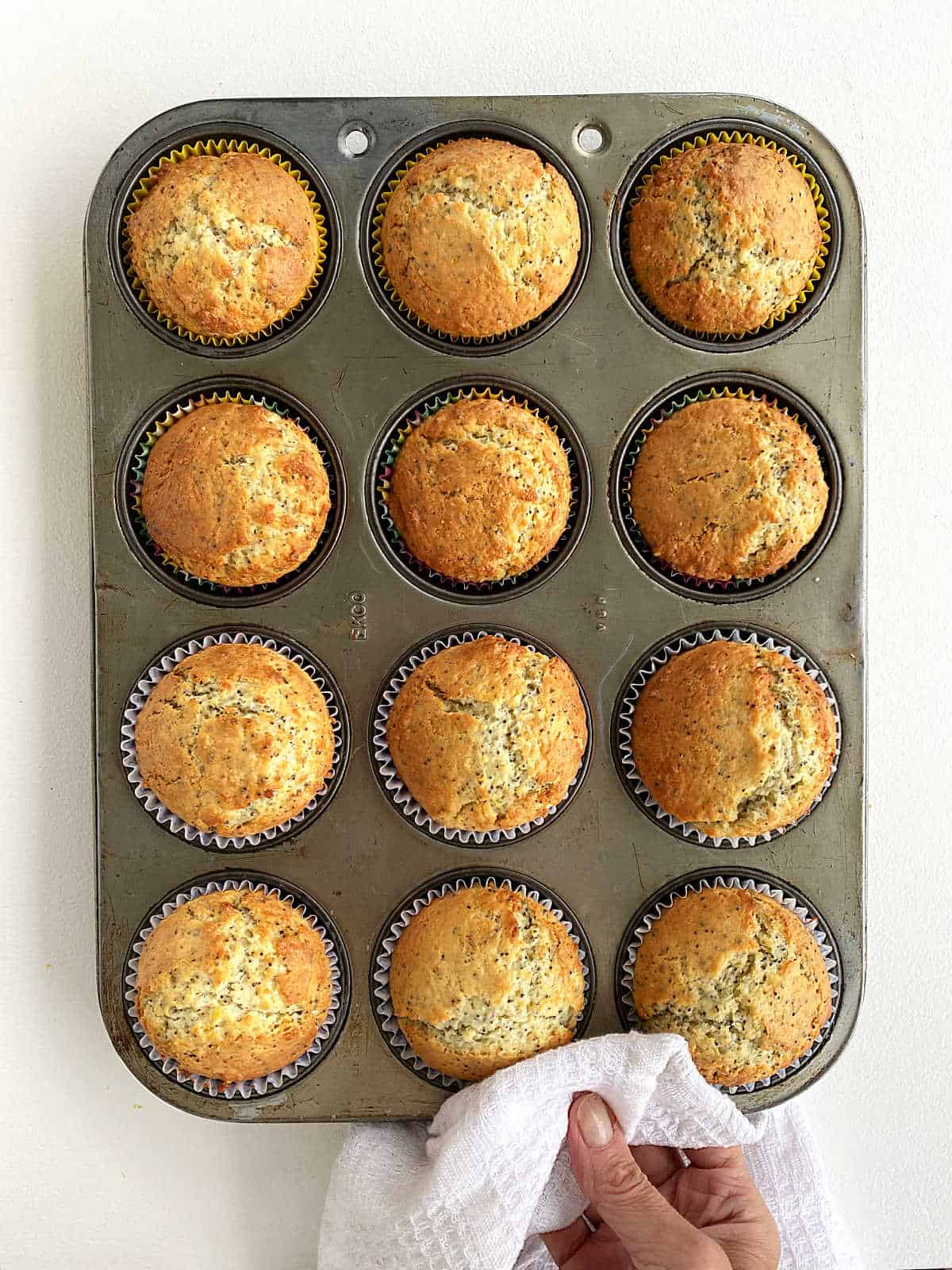 Baked lemon poppy muffins in the muffin pan on a white surface. Hand holding it with a white cloth. 