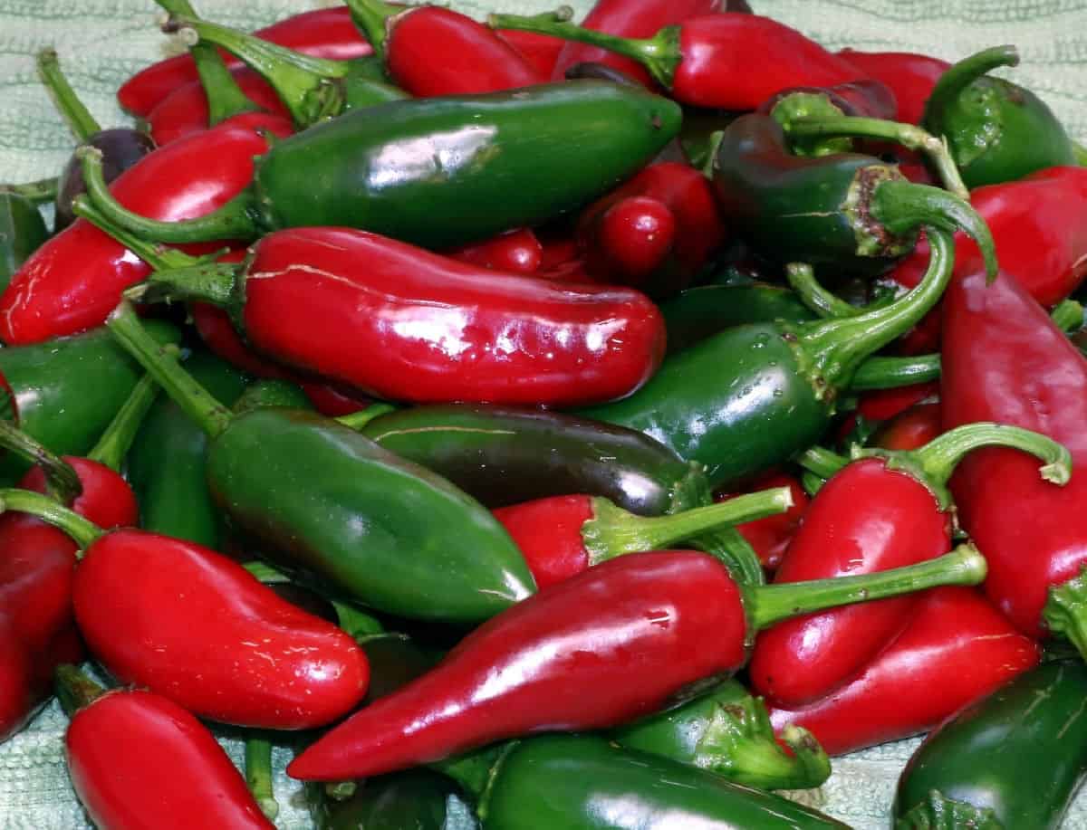 Close-up image of red and green long but small jalapeño peppers