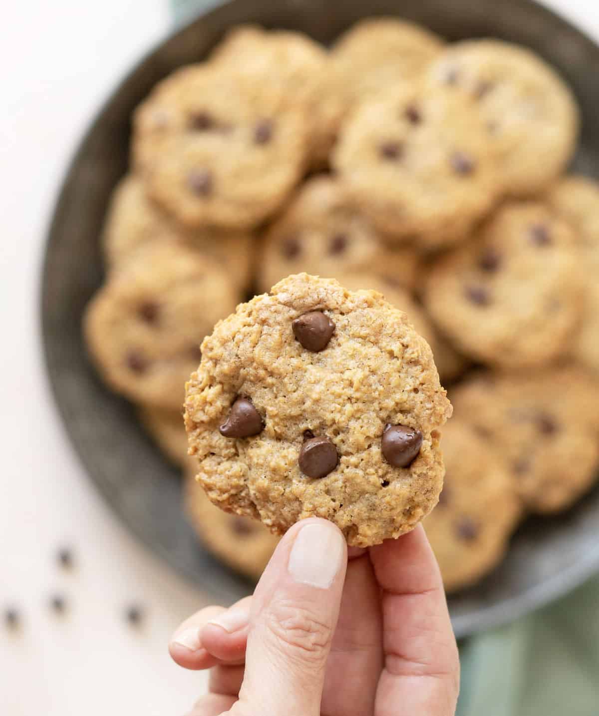 Hand holding chocolate chip oatmeal cookie over tin plate with pile of more cookies.