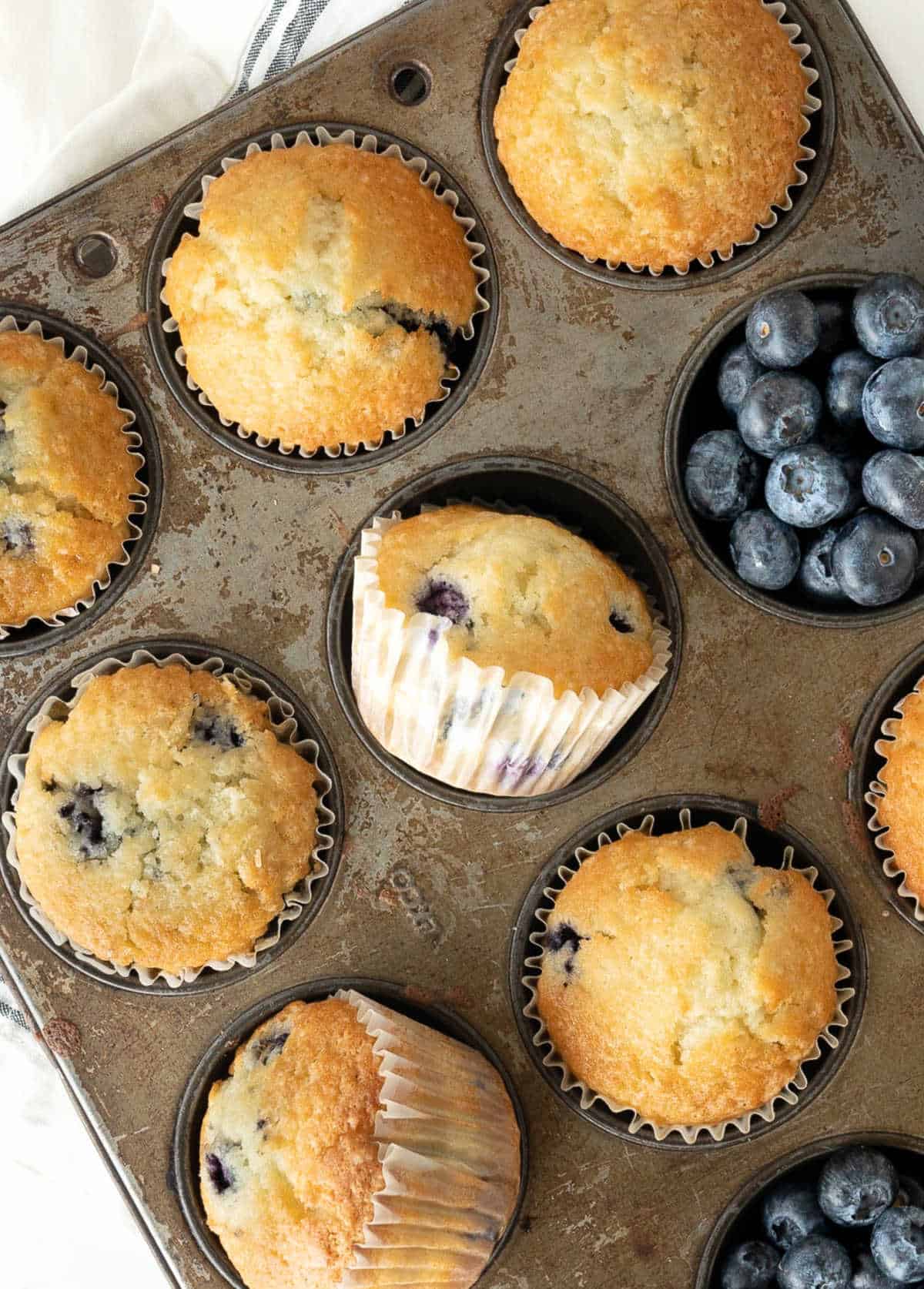 Baked blueberry muffins in paper liner in a dark metal pan. Fresh blueberries.