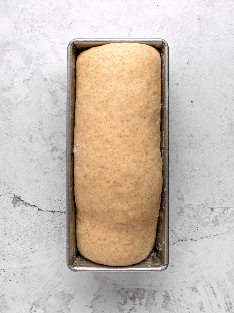 Risen whole wheat bread dough in a loaf pan. Light gray surface.